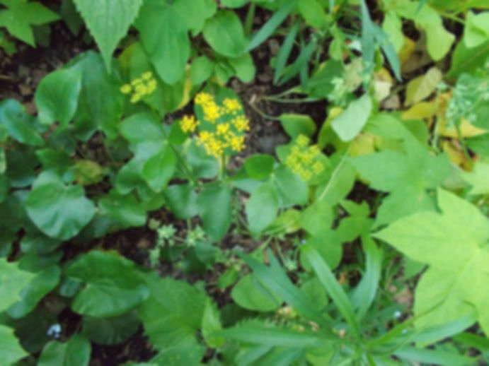 Zizia aptera - Heartleaf golden alexanders