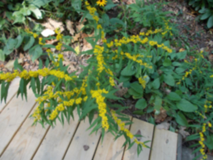 Solidago caesia - Blue-stemmed goldenrod