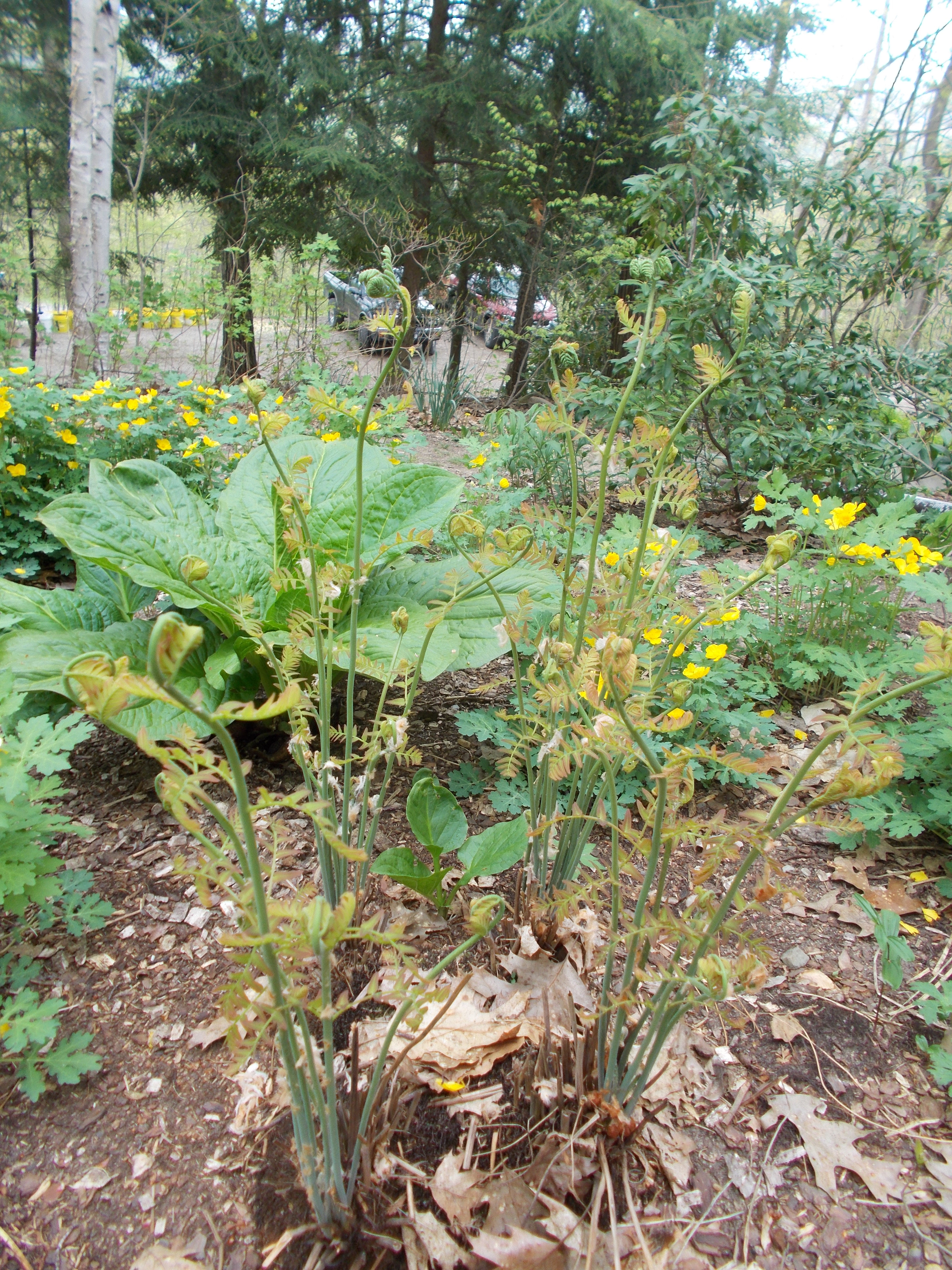 Osmunda regalis - Royal Fern