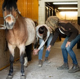 Pferd während einer physiotherapeutischen Behandlung, sanfte manuelle Techniken zur Förderung von Beweglichkeit und Wohlbefi