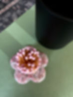 Thumbnail: Aesthetic Pink Floral Match Holder + Striker