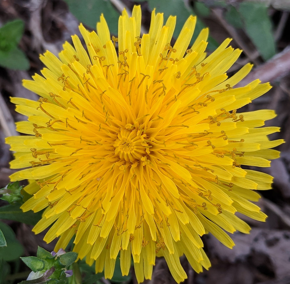 Wait, my weeds can do what??