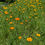 Thumbnail: Vibrant orange and yellow flowers blooming across a green grassy field.