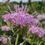 Thumbnail: Wild Bergamot