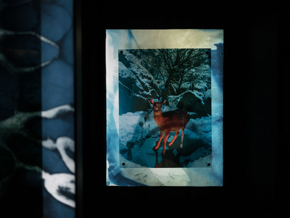 Ausstellungsdesign Kuration Schweiz Designer Ausstellungsgestaltung Ausstellung Kurator Foto Kunst Kultur Schweiz