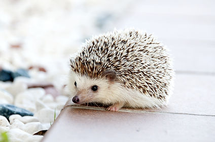 hedgehog.jpeg