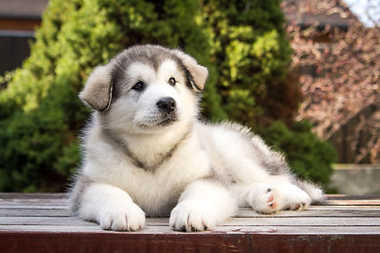 husky.jpeg