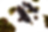Josefin_Studio_x_Phinn_WEB9.jpg
