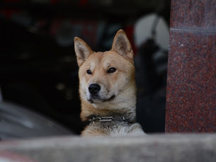 Historic milestone: South Korea bans dog meat industry and paves the way for a more compassionate future