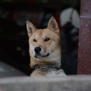 Historic milestone: South Korea bans dog meat industry and paves the way for a more compassionate future