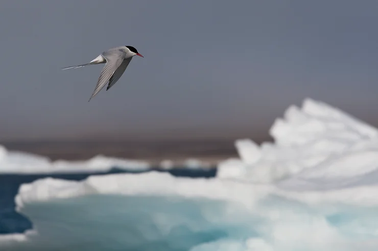 Arctic Tern Migration - Sterna paradisaea Flying Over the Ocean