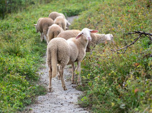 The Animal Welfare (Livestock Exports) bill, the first step to phase out live animal export in Europe is here.
