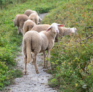 The Animal Welfare (Livestock Exports) bill, the first step to phase out live animal export in Europe is here.