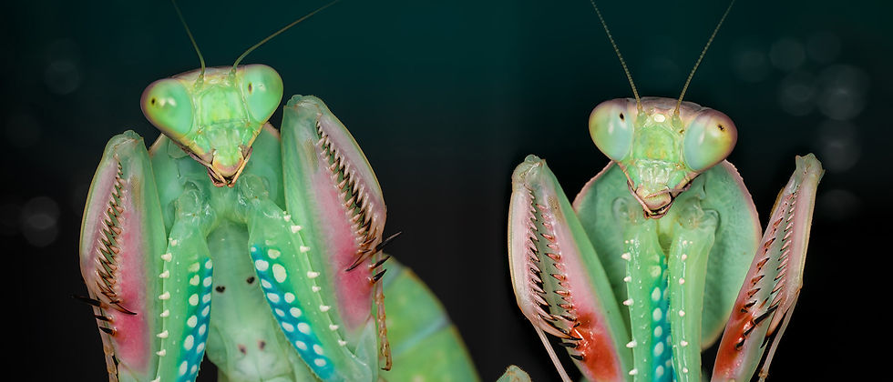 candy-mantis-pair-liza-rock (1)_edited_edited.jpg