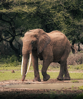 Elephant Tanzania