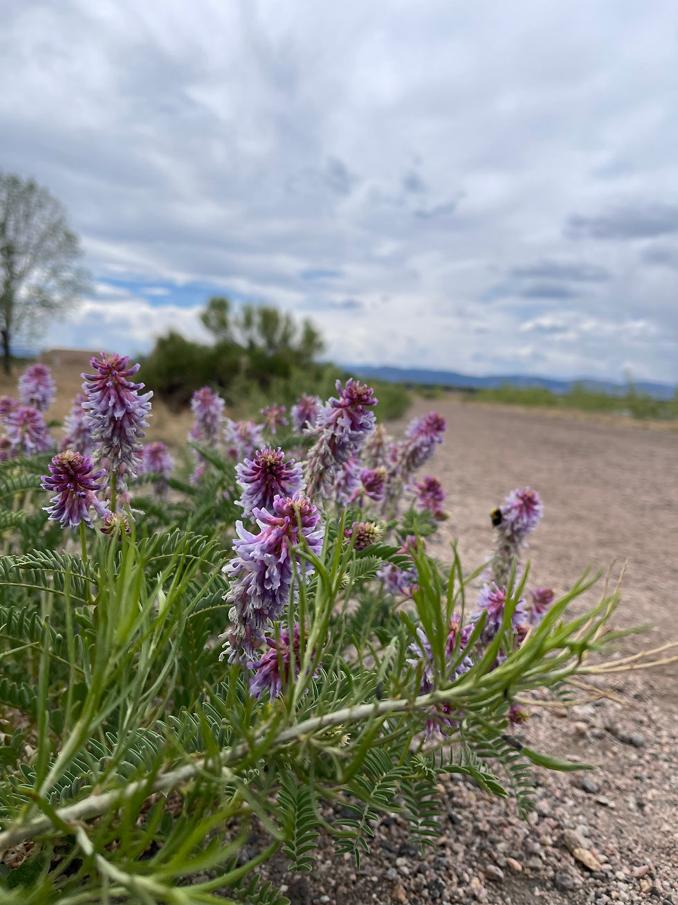 Field Note — Between Ground and Distance