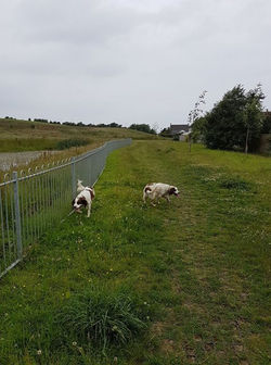 McCoy and Murphy.jpg