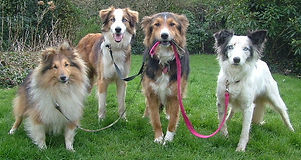 dogs walking dogs.jpg