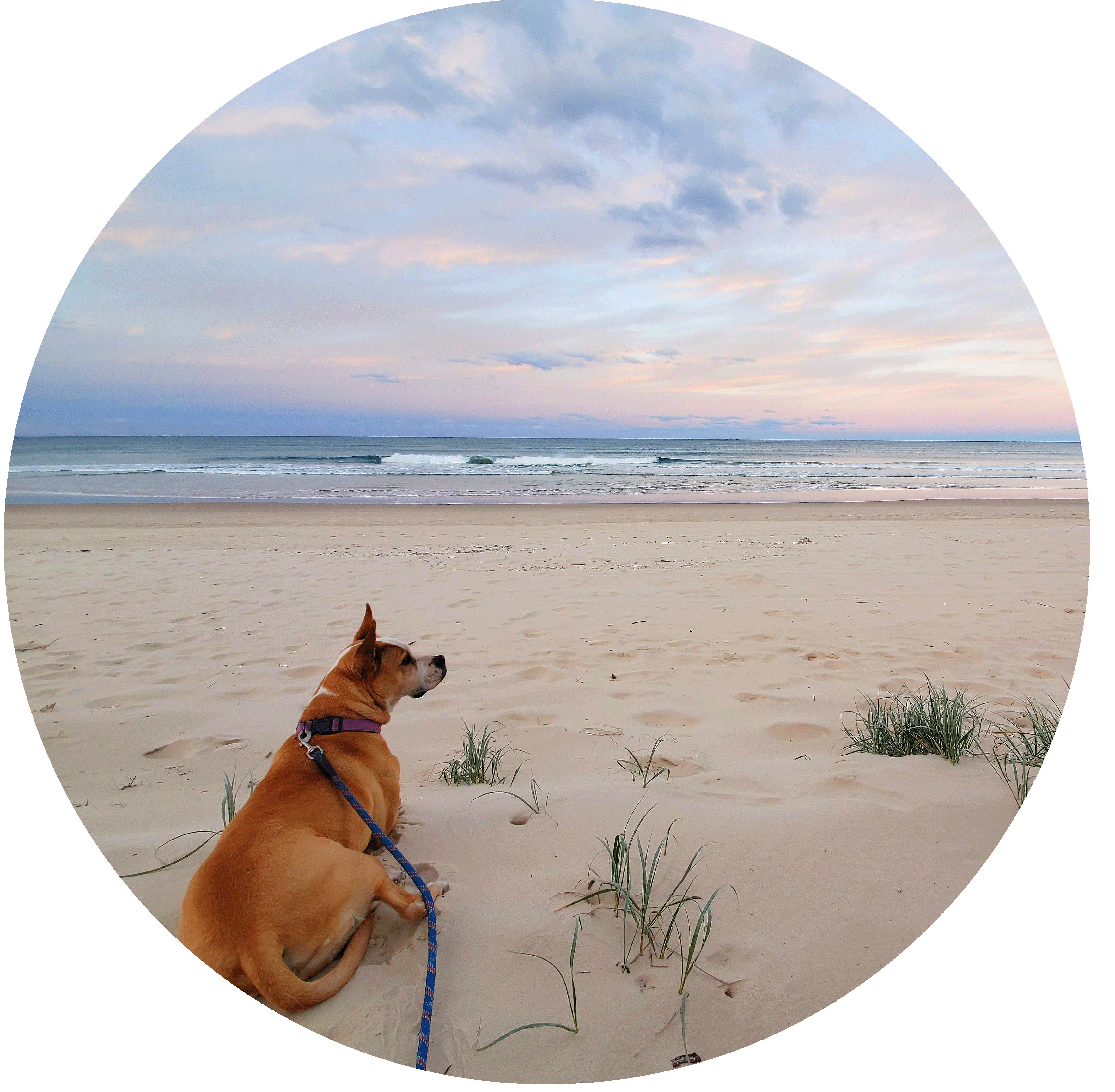 Beach Circle.gif