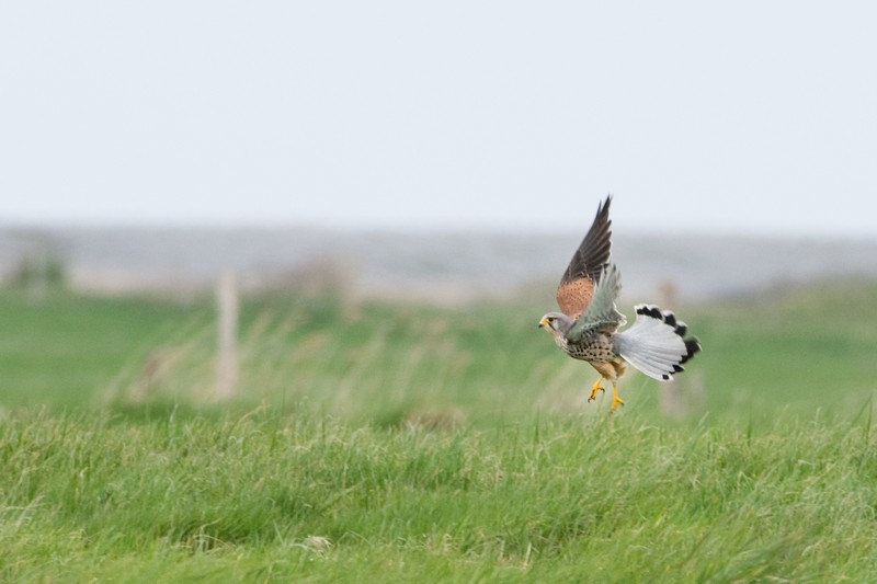 Rencontre photographique en baie de Somme- Épilogue en apothéose