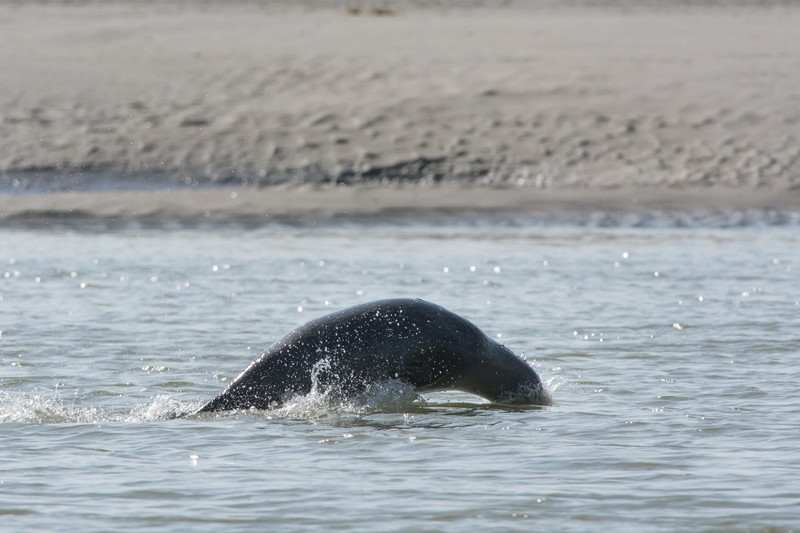 Rencontre photographique en baie de Somme – Les phoques de Berck