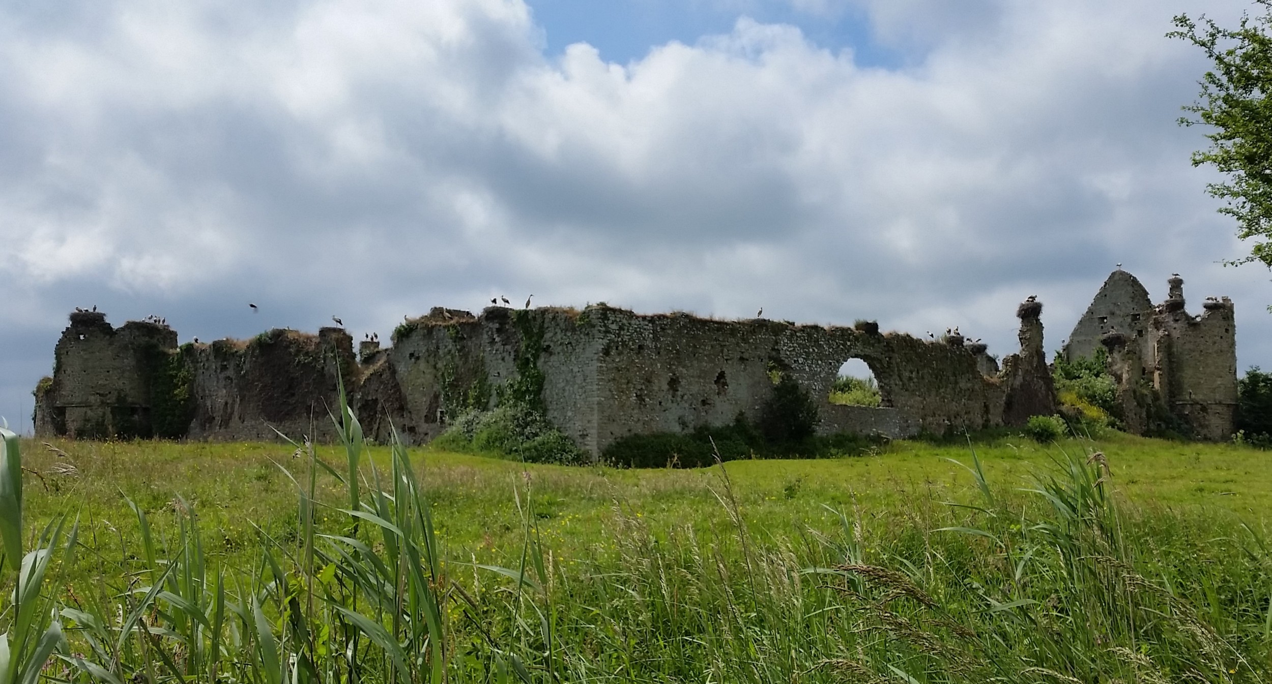 Des cigognes en Normandie