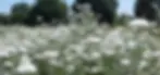 champ-de-camo-Aubance-2-scaled.webp