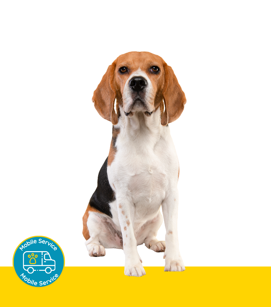 Beagle Dog