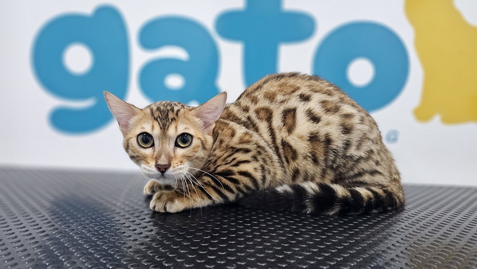 A cat after a professional grooming service