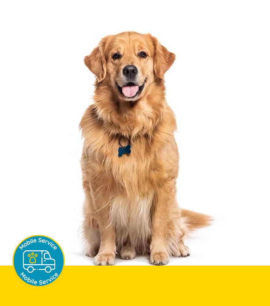Golden Retriever Dog