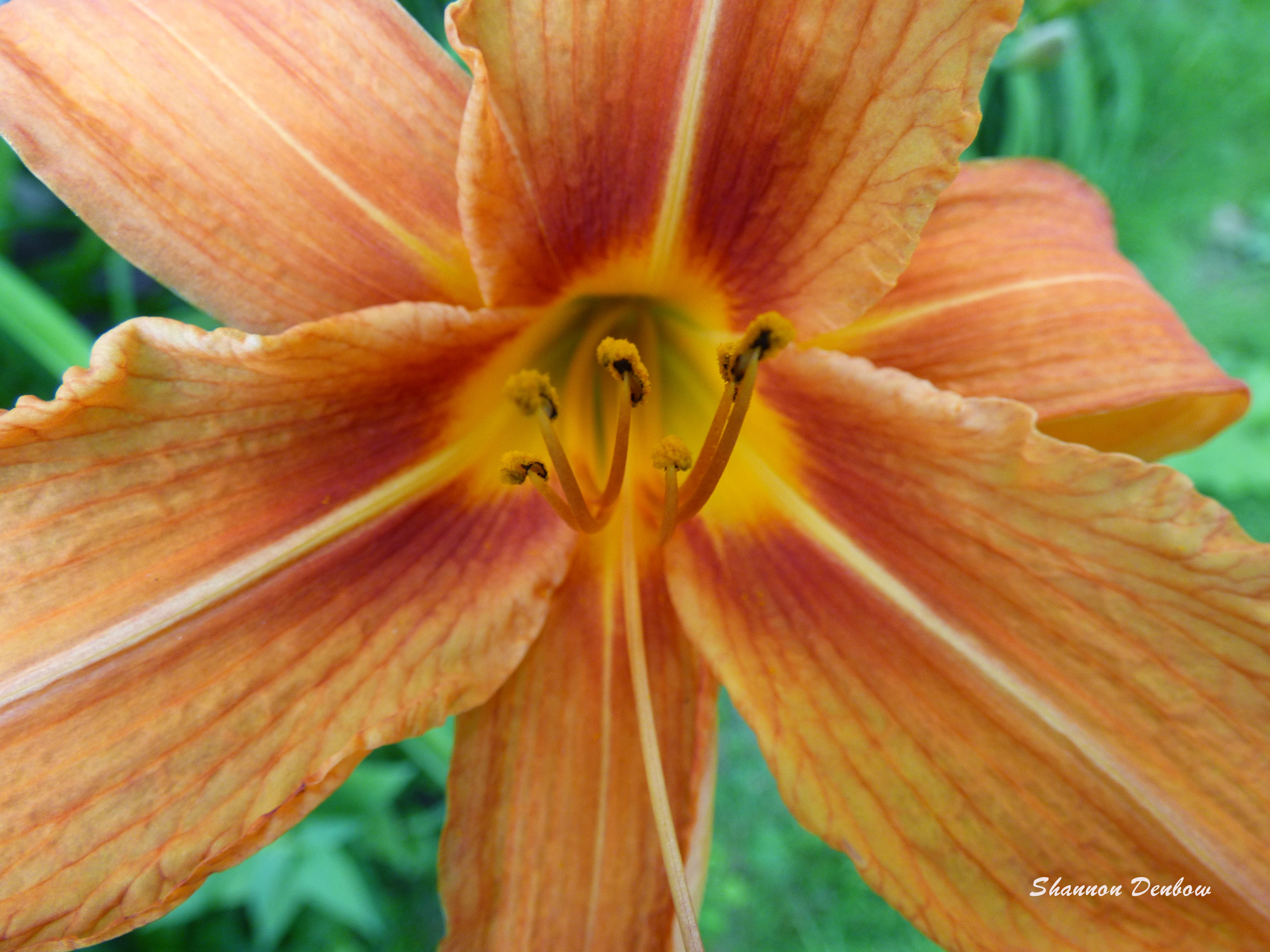 5x7 Tiger Lily