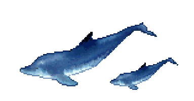 Dolphinss.gif