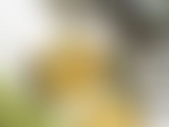 Benefícios para a Saúde dos Aromas da Essência da Eukabook