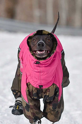 custom winter dog dress Made-to-Measure Dog Winter Coat