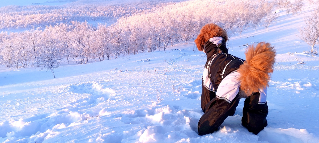 small dog snowsuit with attached boots