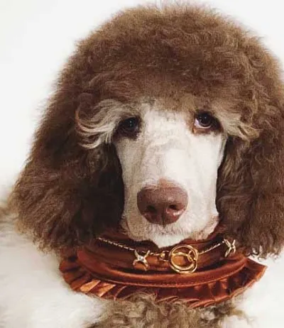 Custom Dog Coats Any Breed Made To Fit Order Online