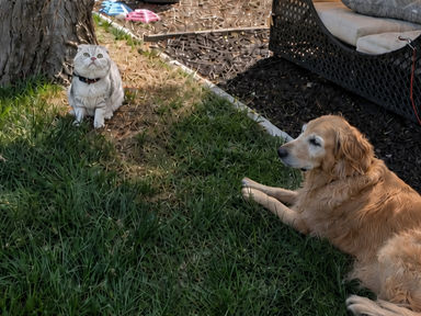 Golden retriever and white cat relaxing in a fenced backyard with a shaded outdoor daybed and leash setup.
