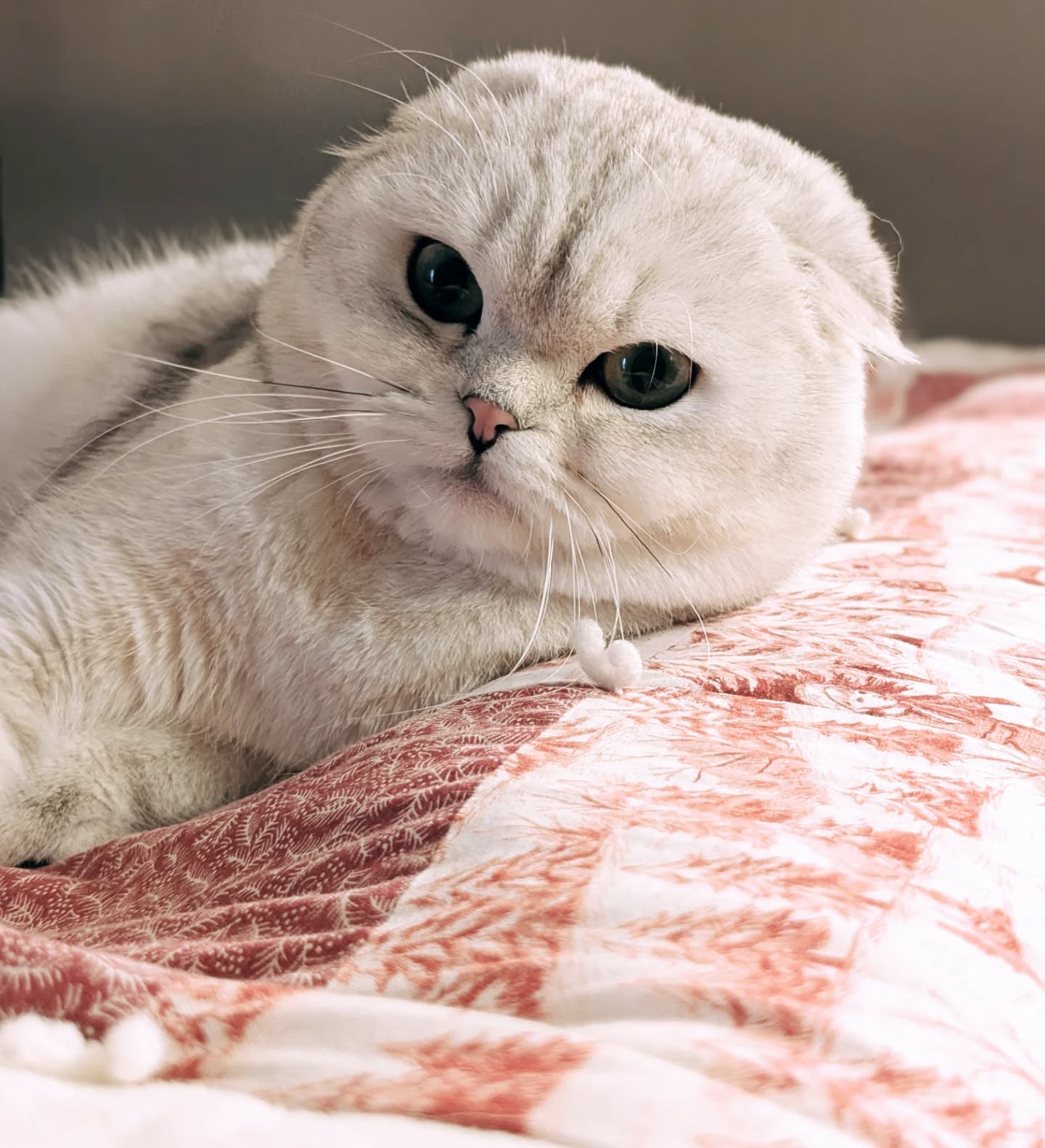White Scottish Fold cat resting on a warm blanket, with folded ears, soft silver-tipped fur, and gentle green eyes.