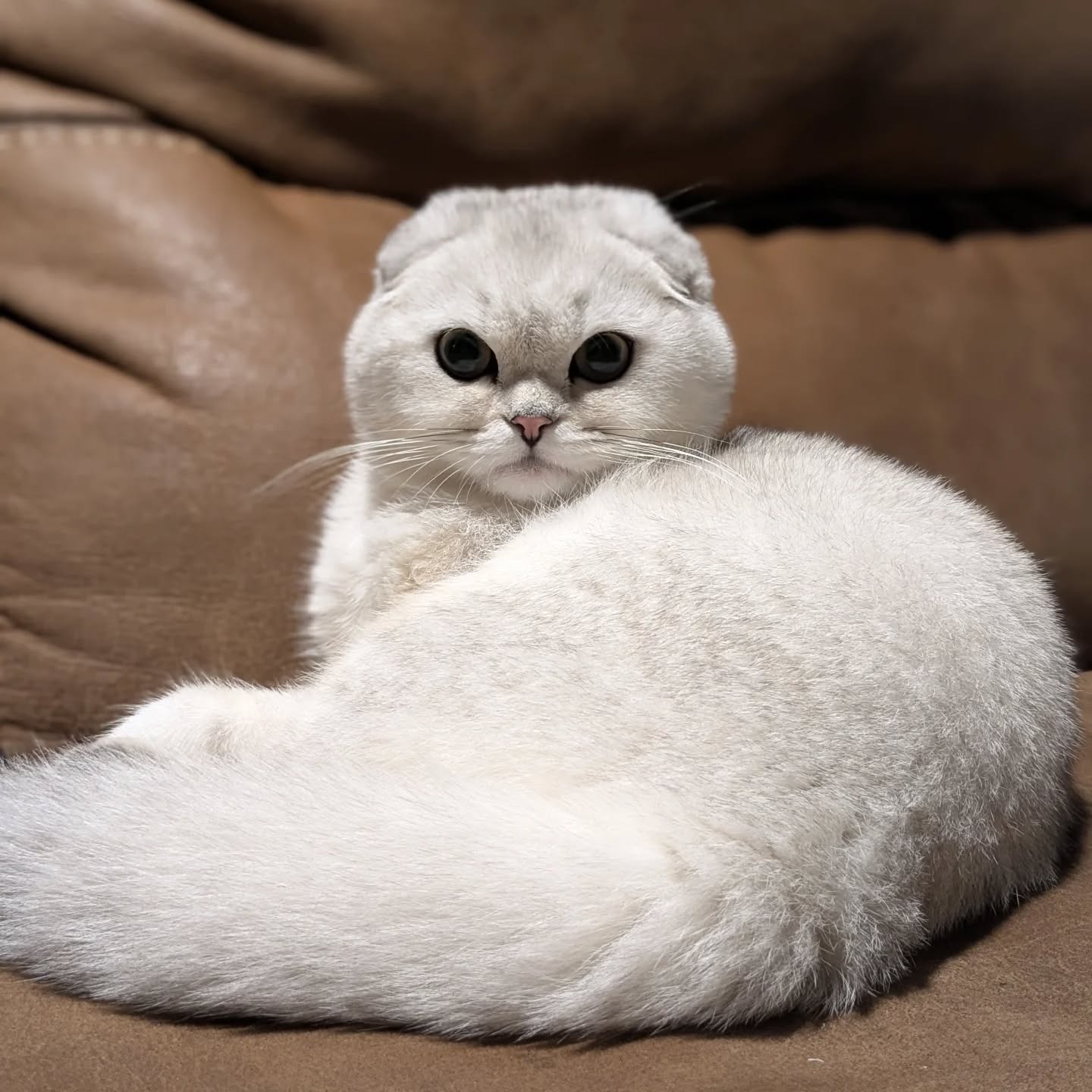 White Scottish Fold cat resting on a brown couch, looking majestic with folded ears, soft silver-tipped fur, and bright green eyes.