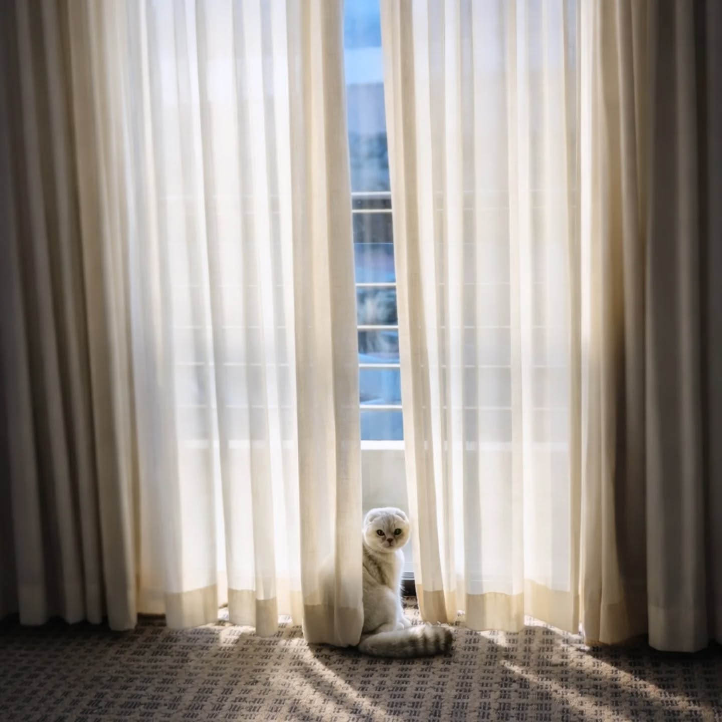 Scottish Fold cat sitting by a hotel window with sheer curtains
