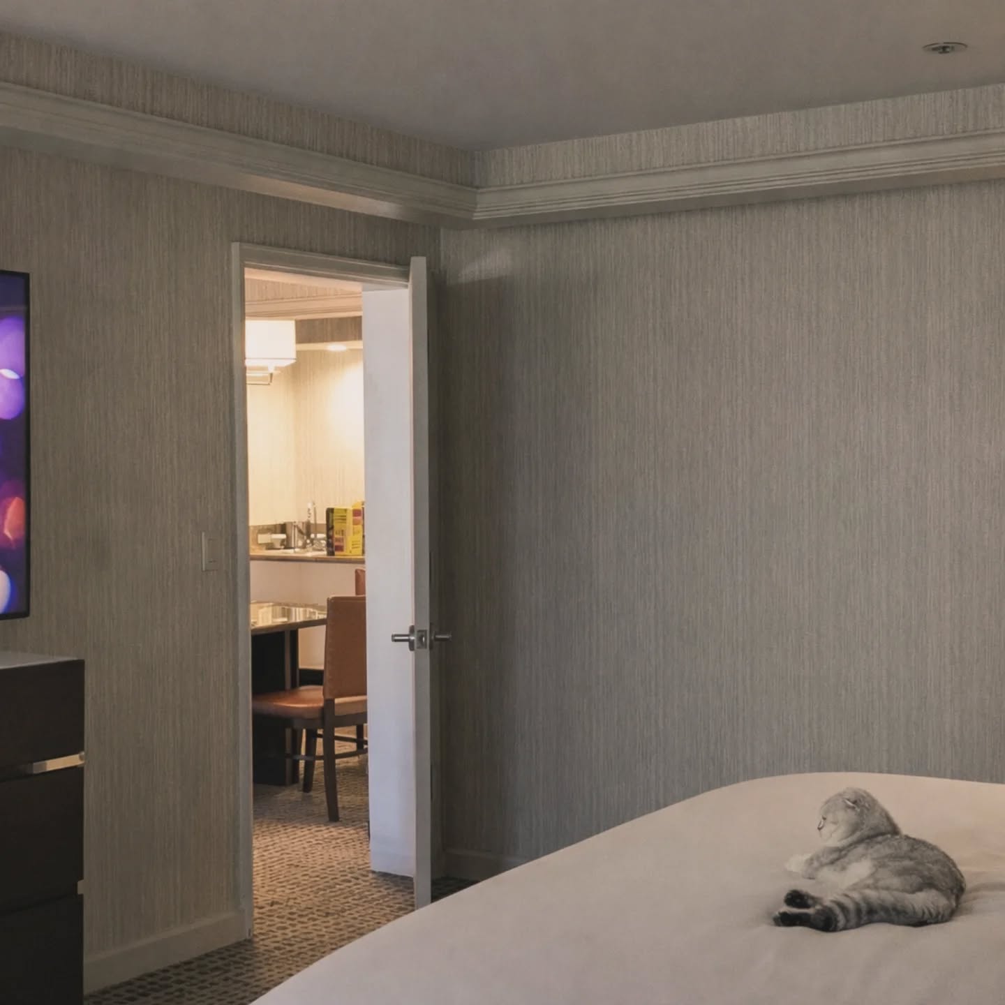 Scottish Fold cat lying on a hotel bed watching TV in a suite 