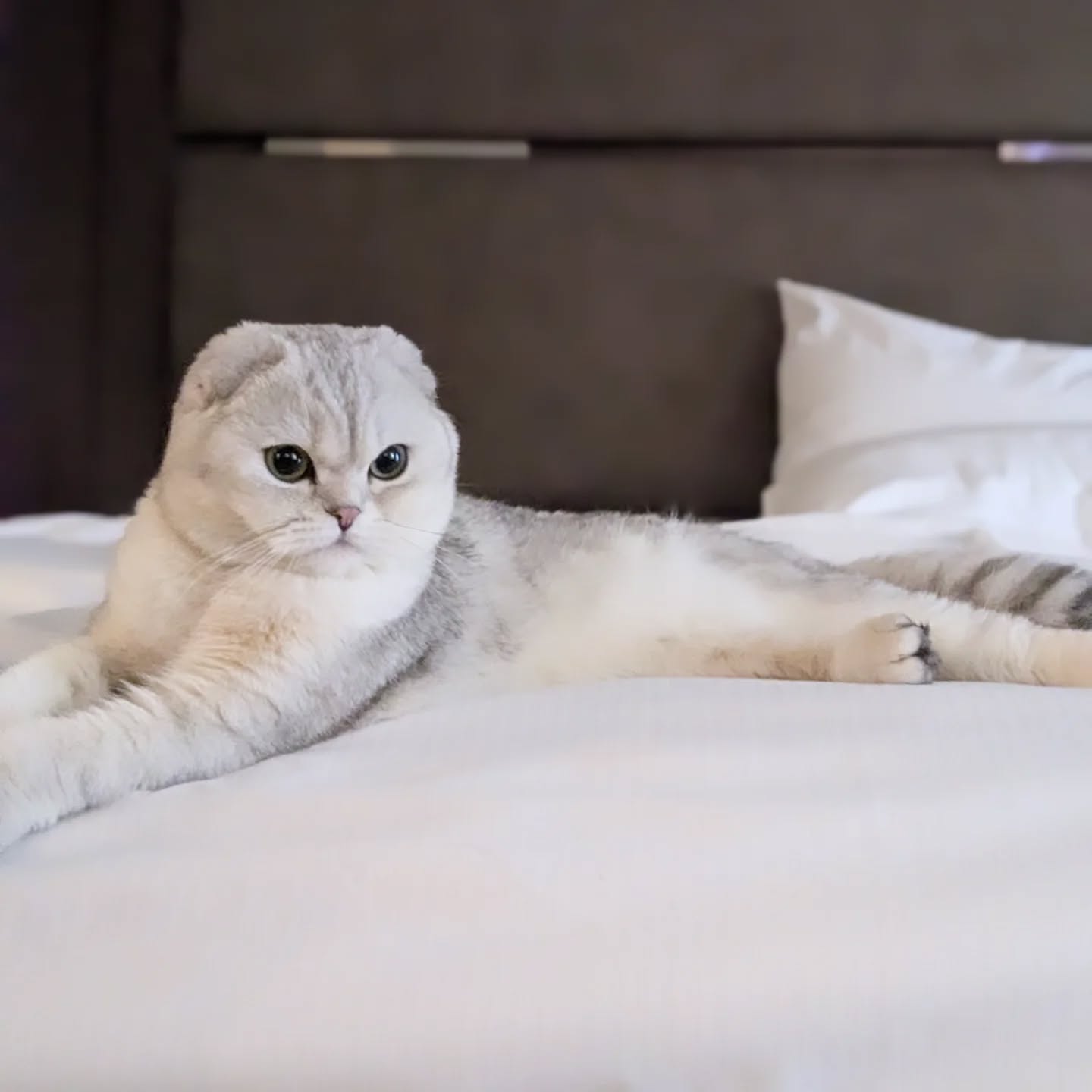 Scottish Fold cat lying comfortably on a hotel bed
