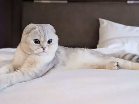 Road Trips With Cats: Essentials for Travel and Hotel Stays