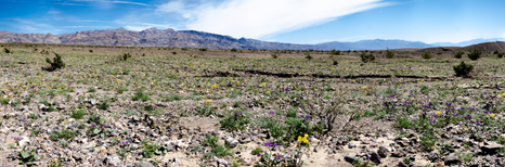Superbloom panorama.png