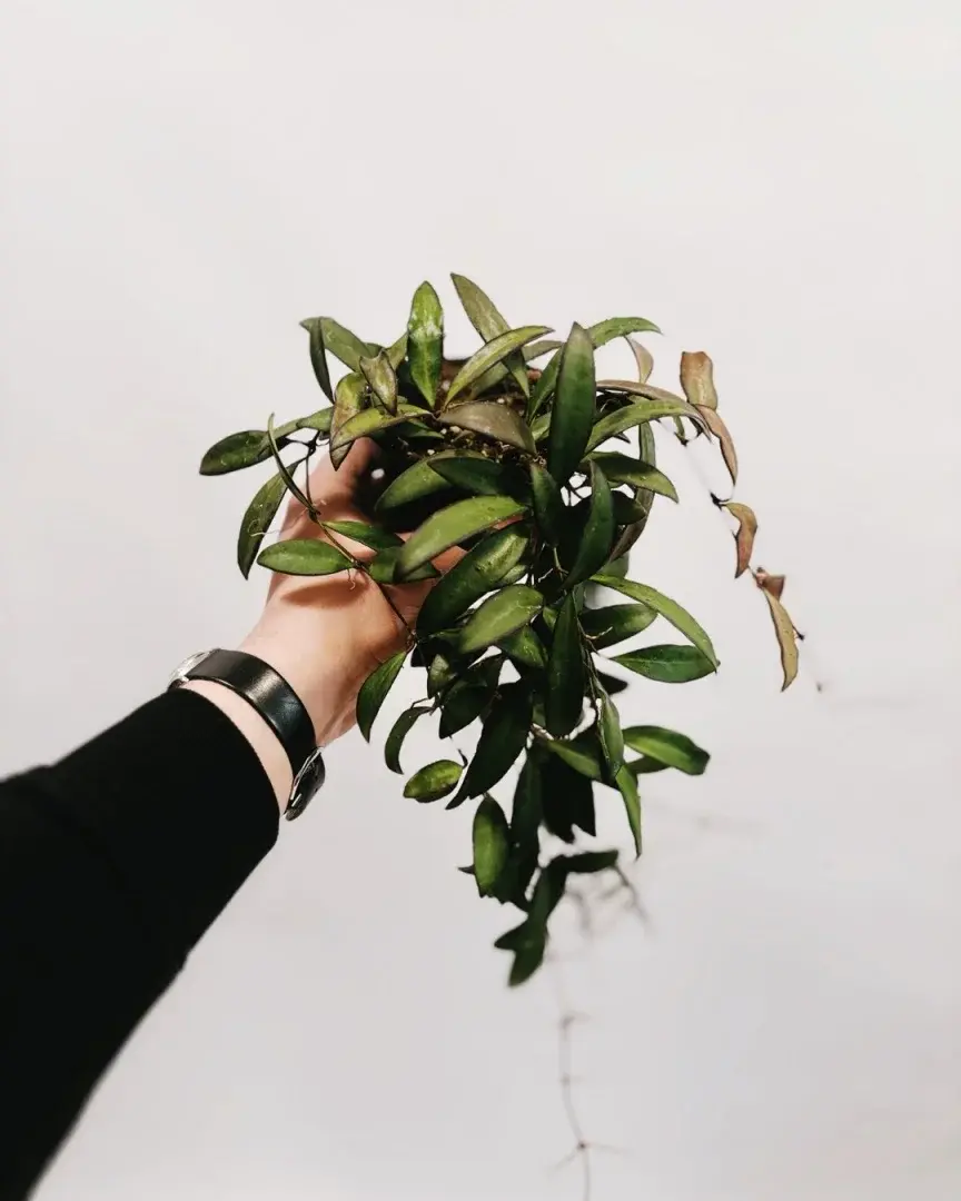 hoya rosita polska hodowla