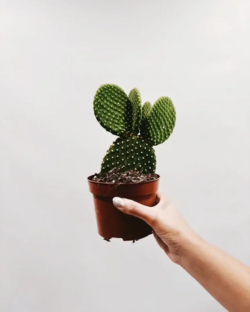 Miniatura: opuncja średnica doniczki 12 cm