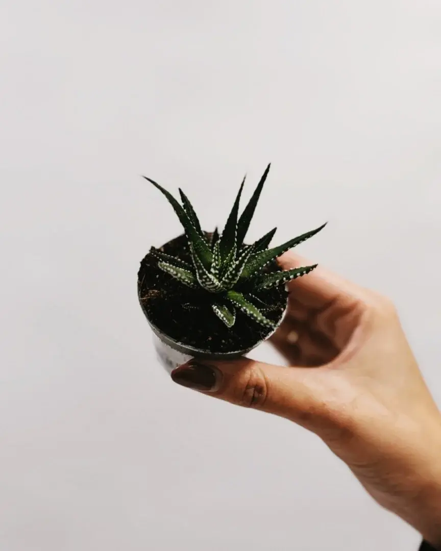 haworsja mini sadzonka