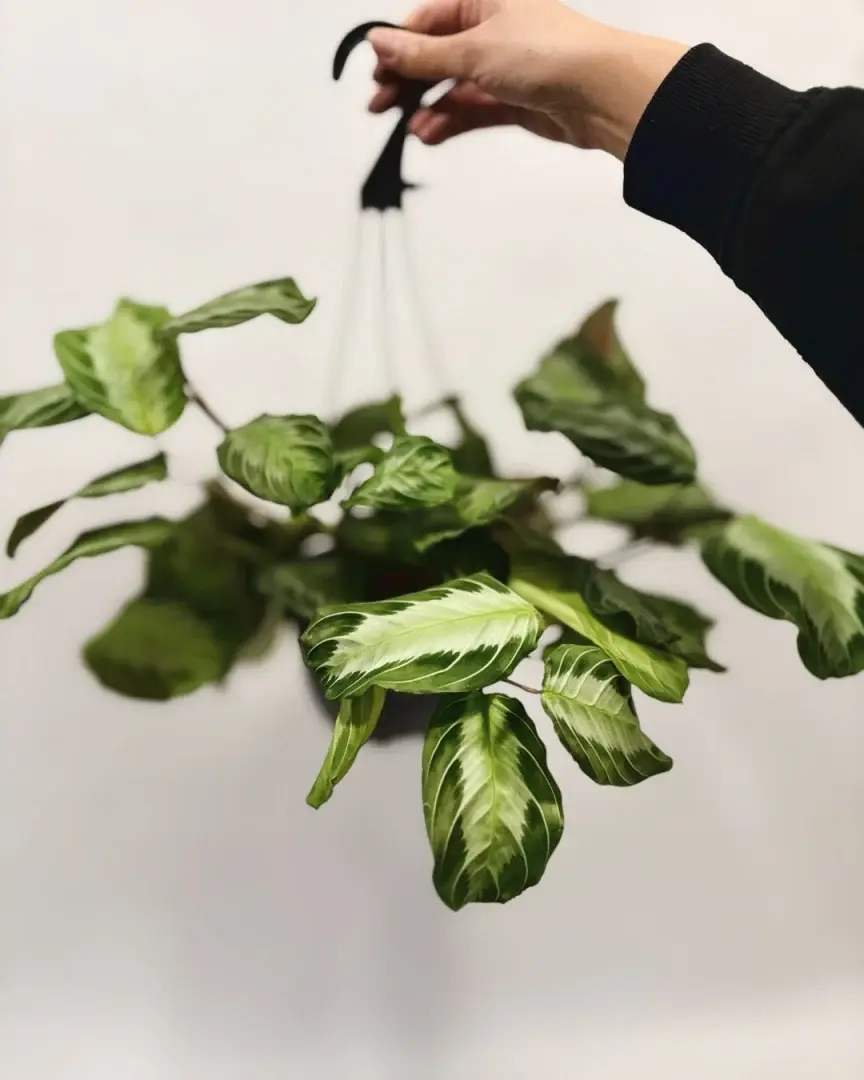 Miniatura: maranta exclusive grey duża sadzonka