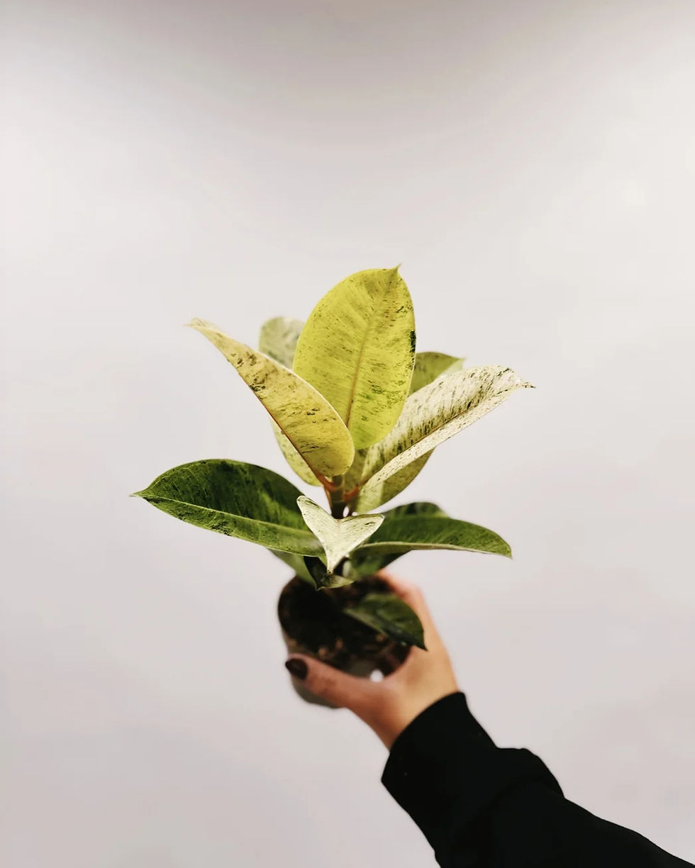 Miniatura: ficus moonshine shiverana