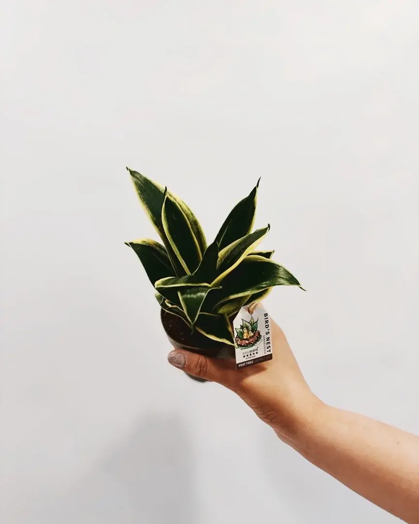 sansevieria hahni jade pagoda